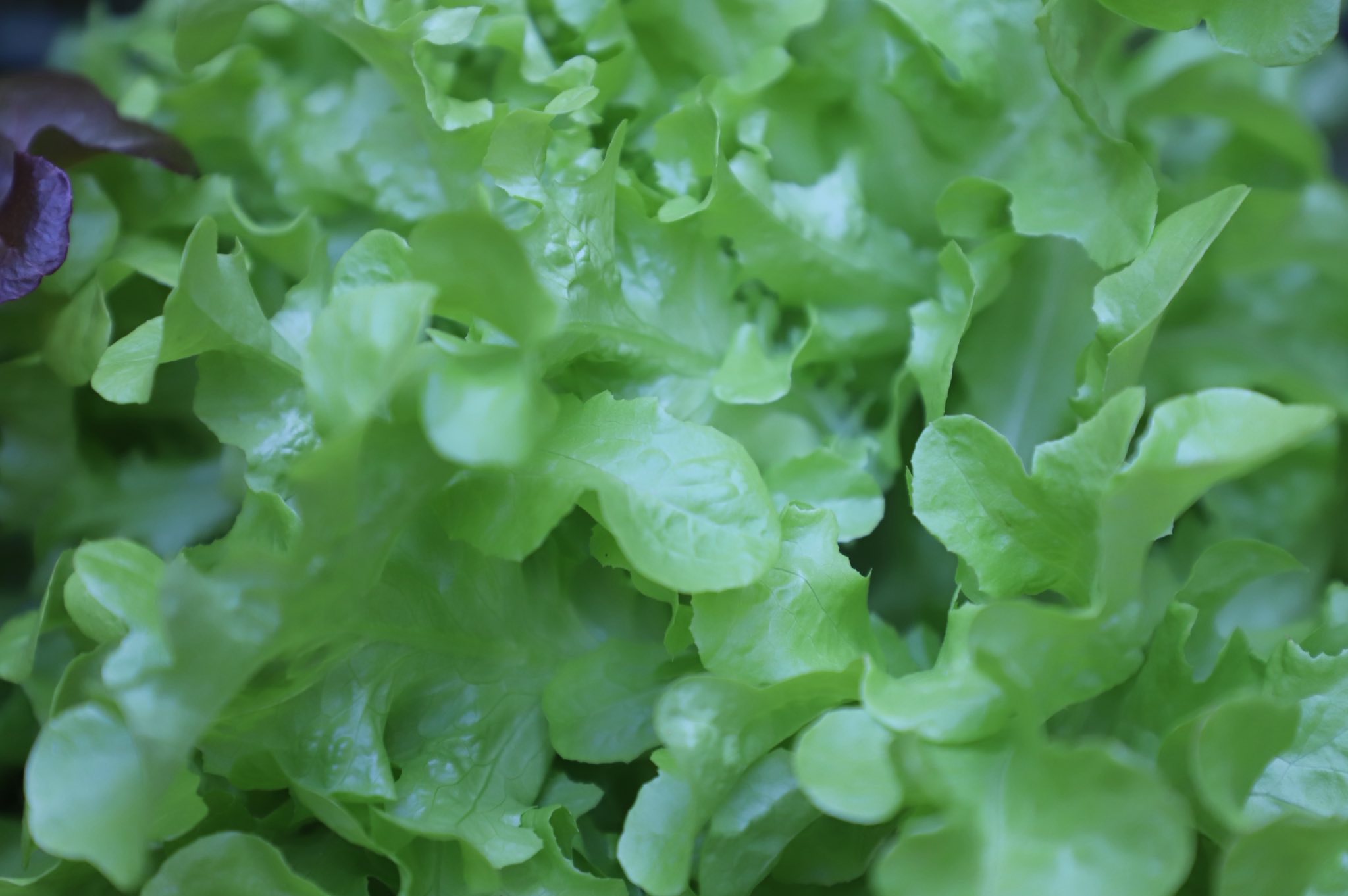 title - ”พลิกโฉมเกษตรกรสู่ผู้ประกอบการ“ ส.ป.ก.ลำพูน โชว์ความสำเร็จเกษตรอินทรีย์ครบวงจร ตั้งแต่แปลงปลูกสู่ตลาดพรีเมียม!!